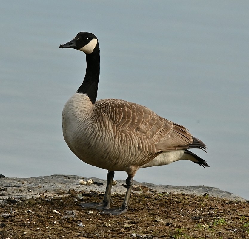 Canada Goose - Regis Fortin