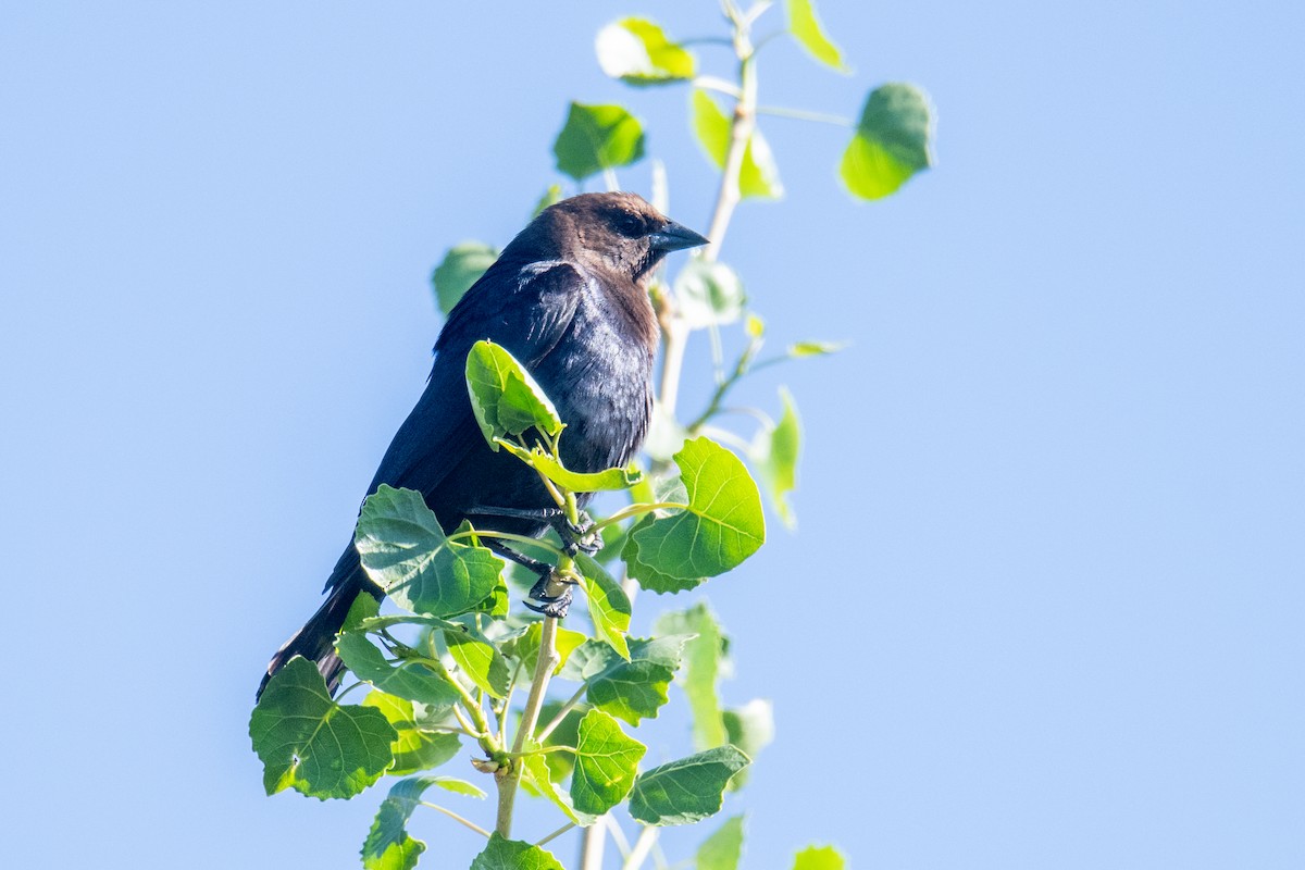 Brown-headed Cowbird - ML619227996