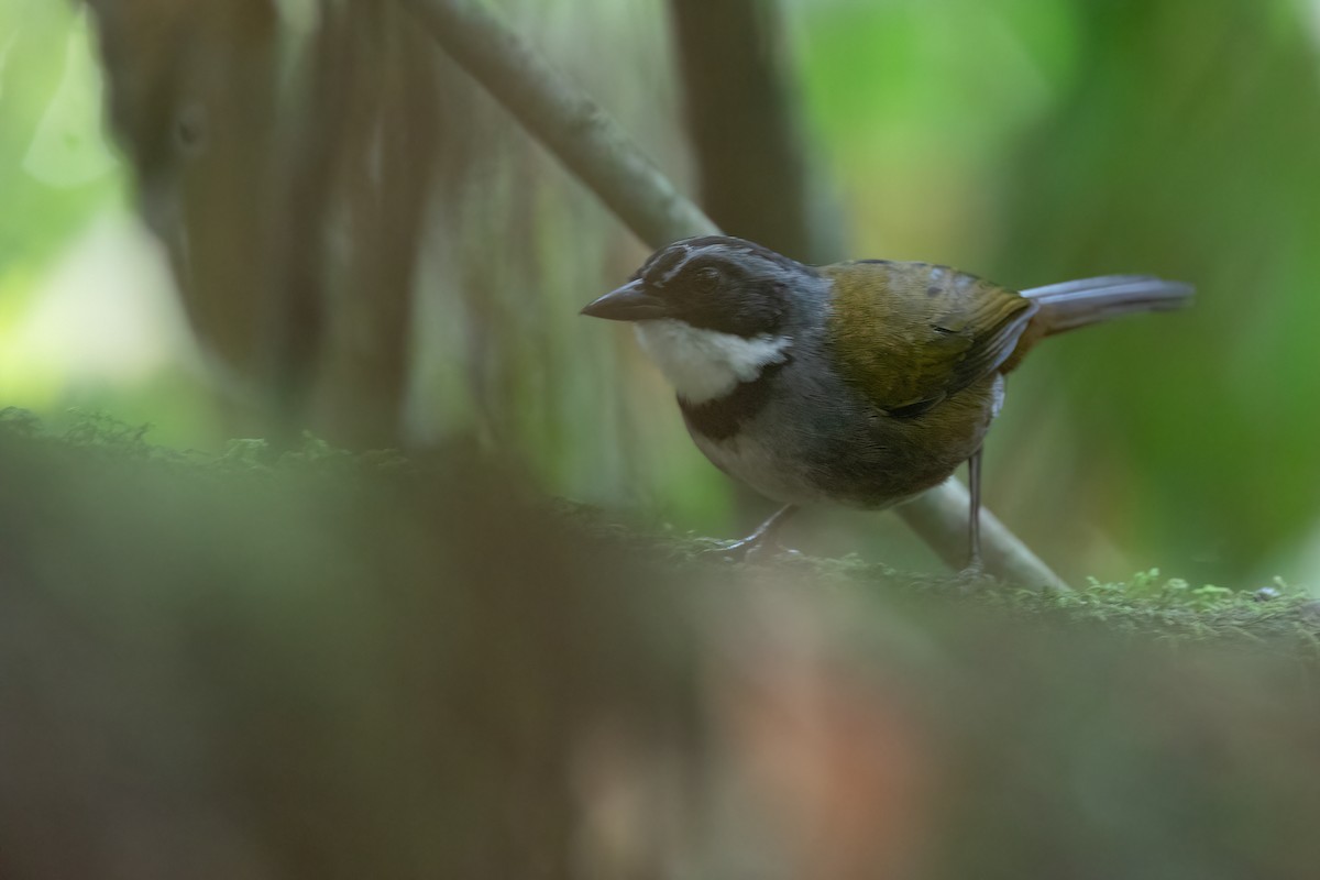 Sierra Nevada Brushfinch - Chris Venetz | Ornis Birding Expeditions