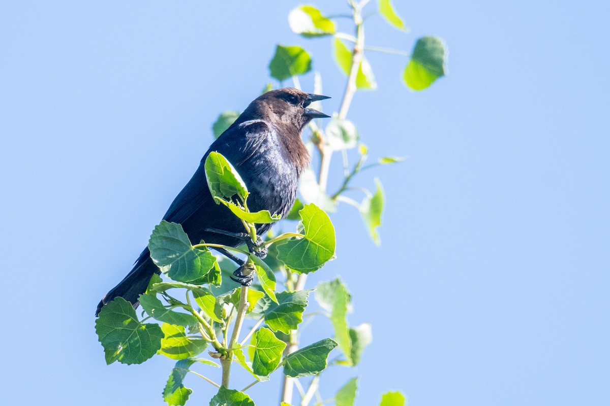 Brown-headed Cowbird - ML619228001