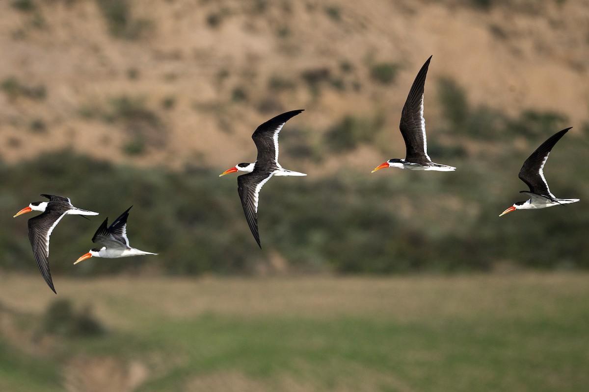 Indian Skimmer - Wachara  Sanguansombat