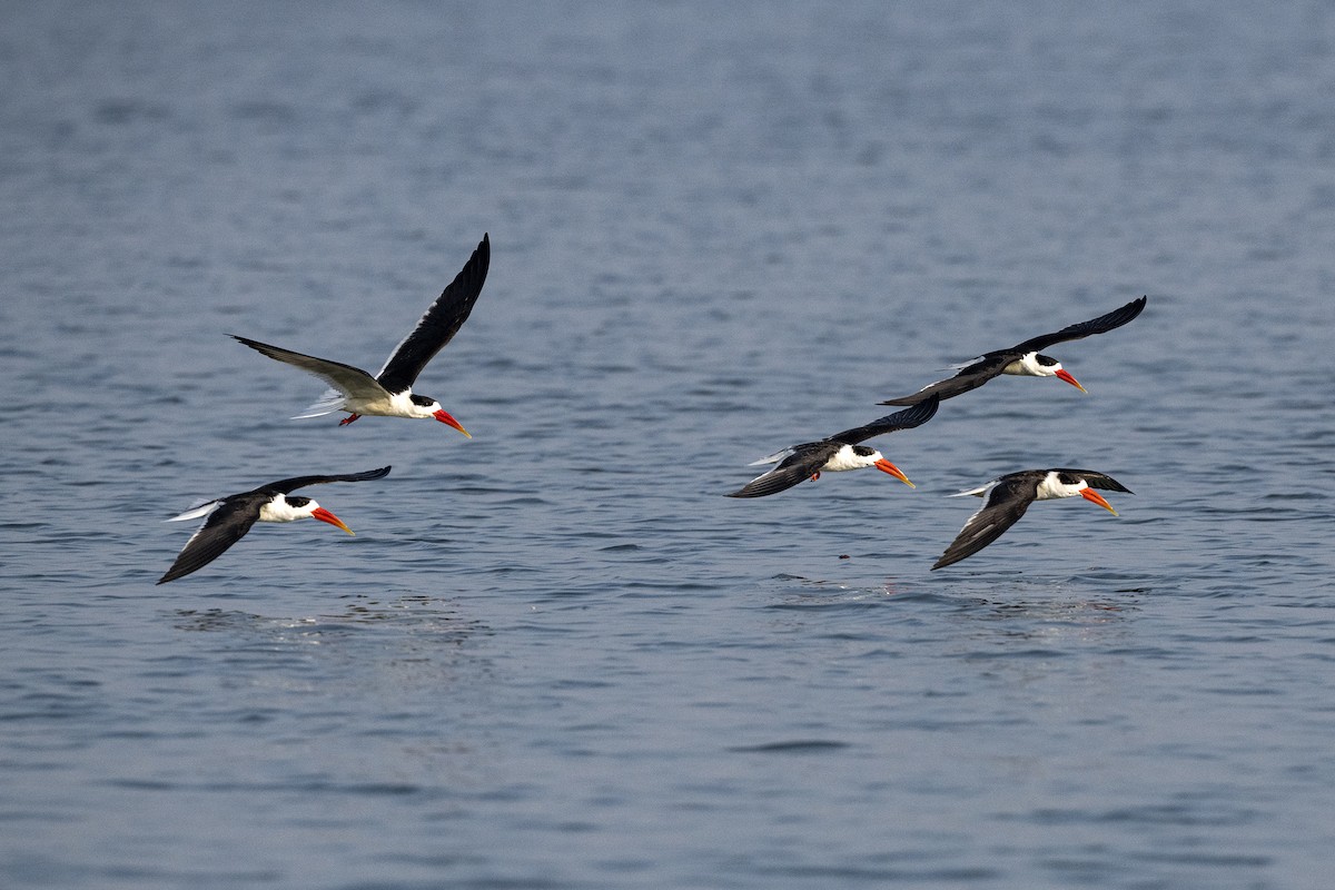 Indian Skimmer - Wachara  Sanguansombat