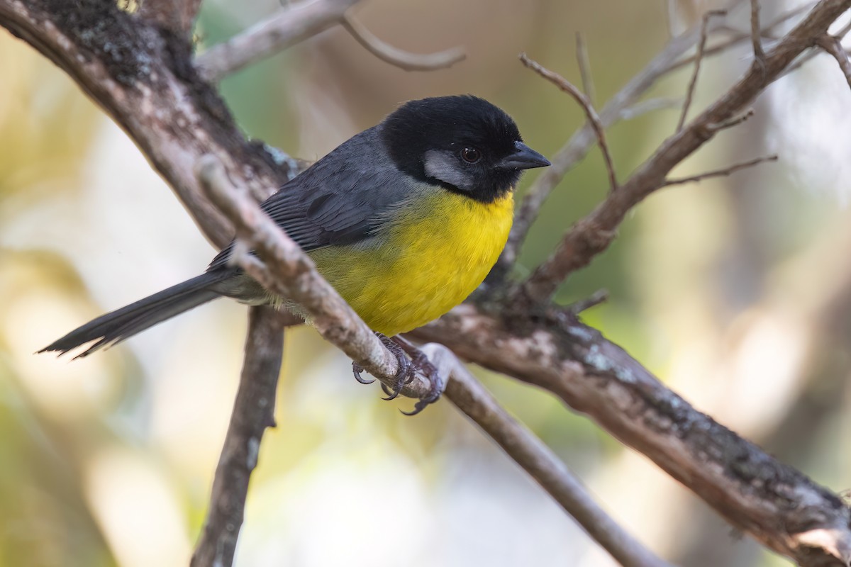 Santa Marta Brushfinch - Chris Venetz | Ornis Birding Expeditions