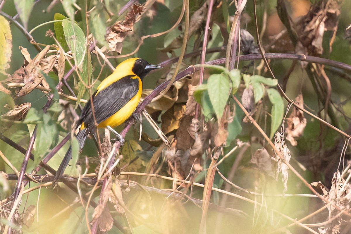Yellow-backed Oriole - Chris Venetz | Ornis Birding Expeditions