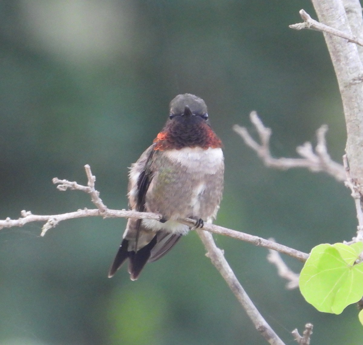 Ruby-throated Hummingbird - ML619228013