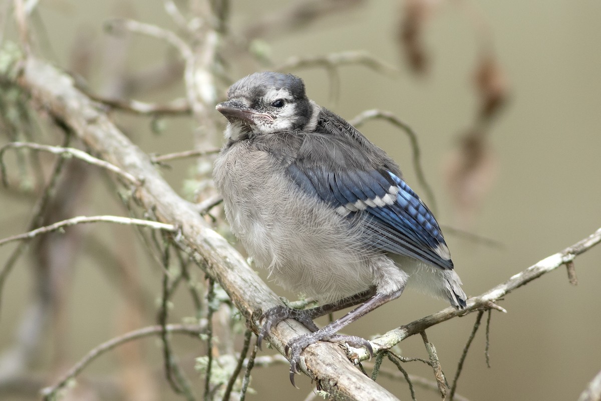 Blue Jay - Martin Wall