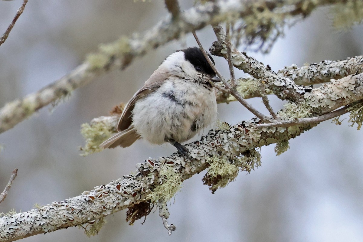 Marsh Tit - 佑淇 陳