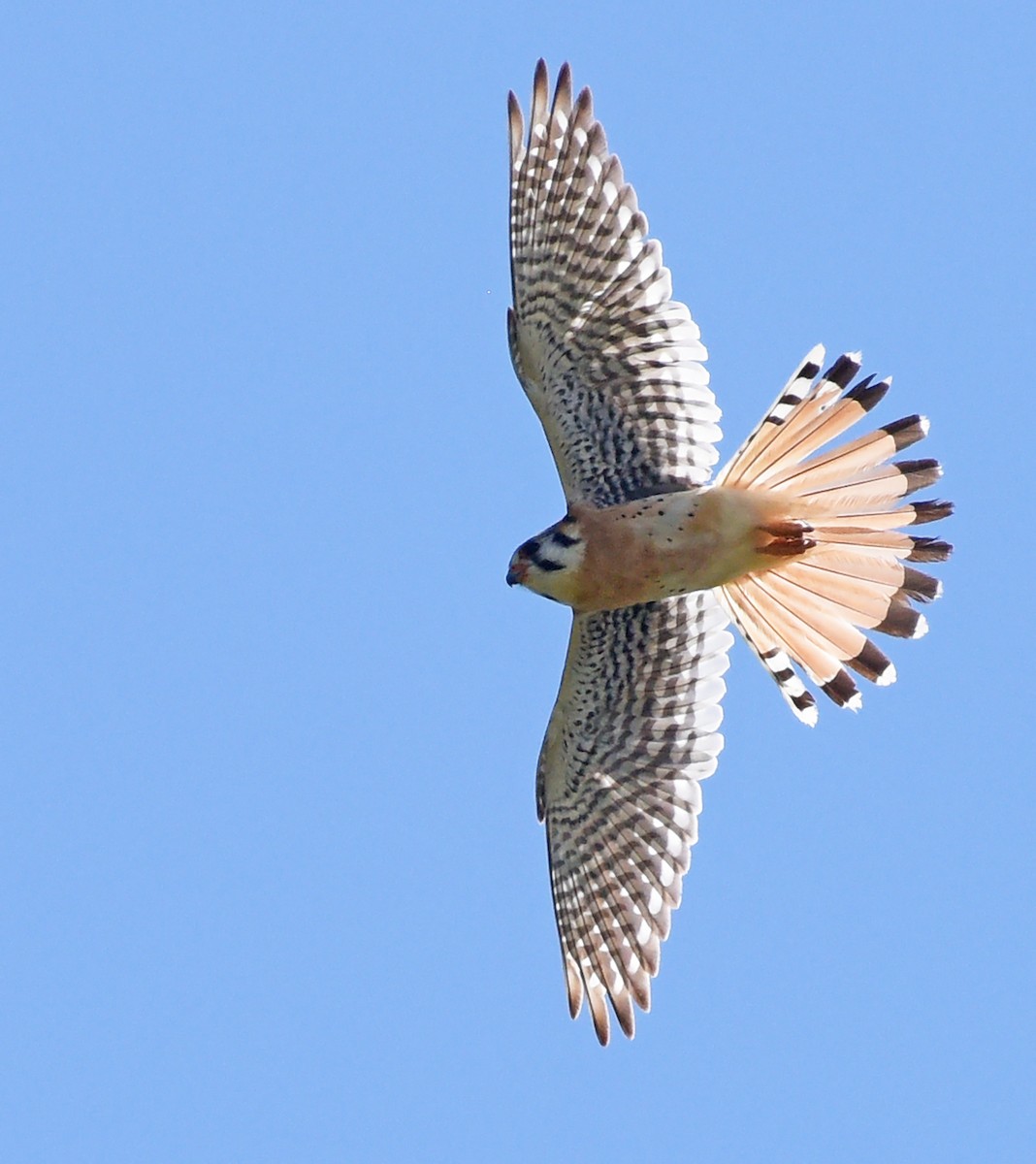 American Kestrel - ML619228029