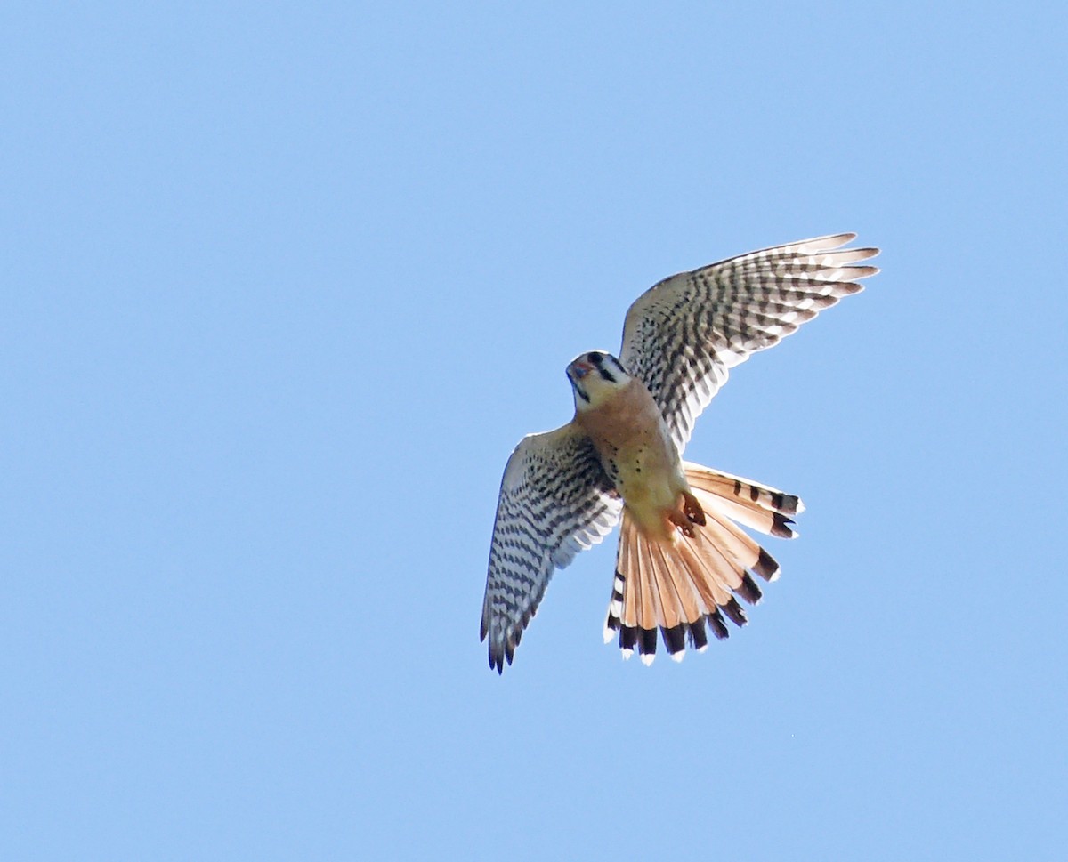 American Kestrel - ML619228030