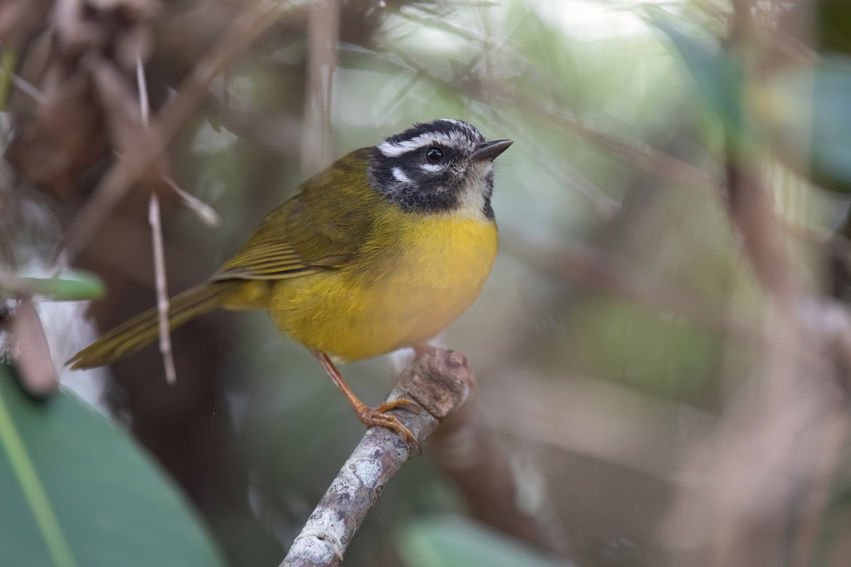 Santa Marta Warbler - Chris Venetz | Ornis Birding Expeditions