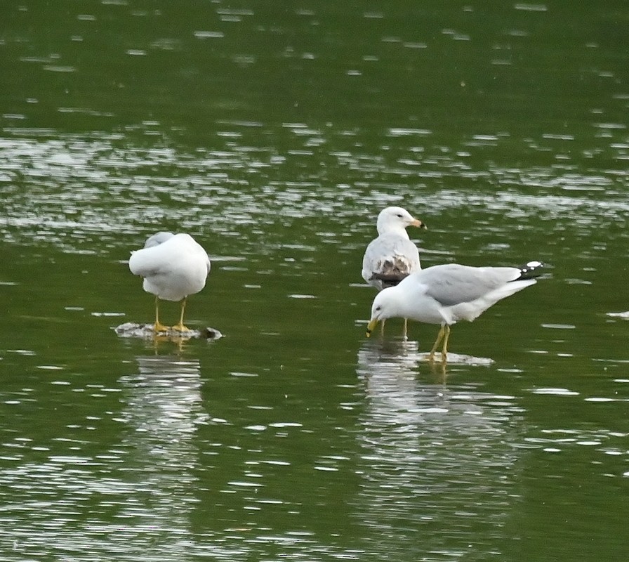 Ring-billed Gull - Regis Fortin