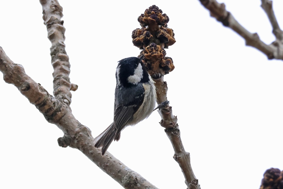 Coal Tit - 佑淇 陳