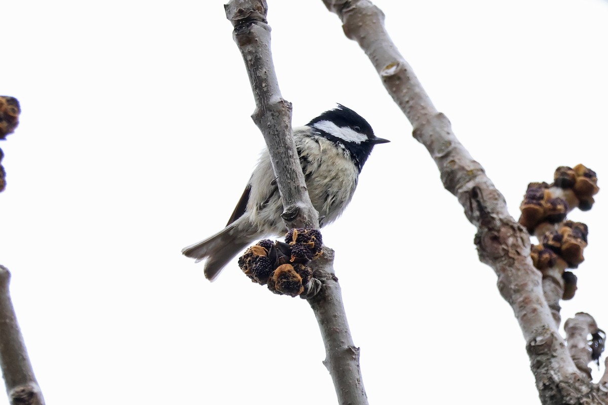 Coal Tit - 佑淇 陳