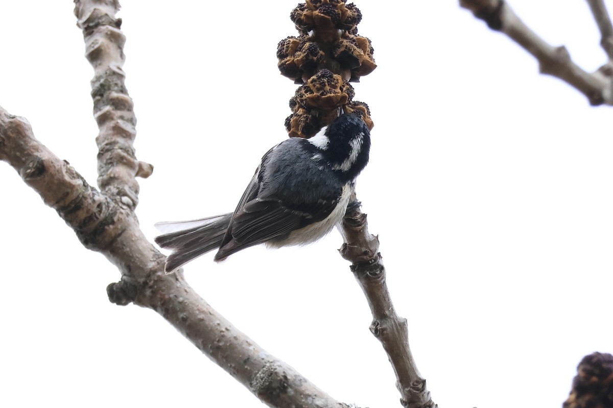 Coal Tit - 佑淇 陳