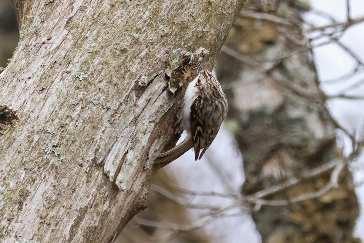 Eurasian Treecreeper - 佑淇 陳