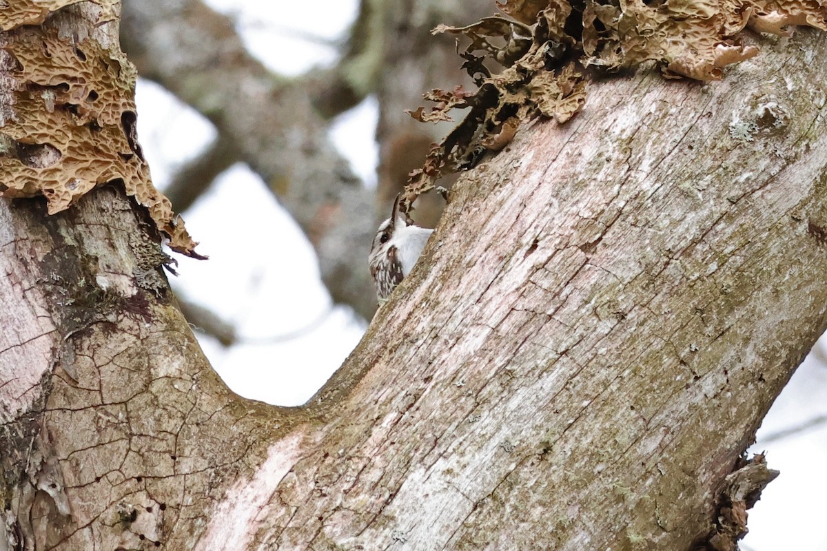 Eurasian Treecreeper - 佑淇 陳