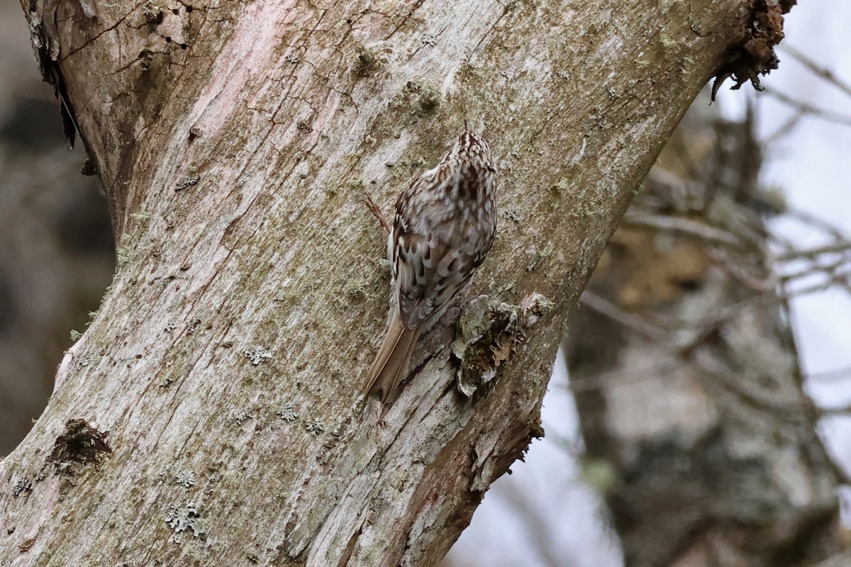 Eurasian Treecreeper - 佑淇 陳