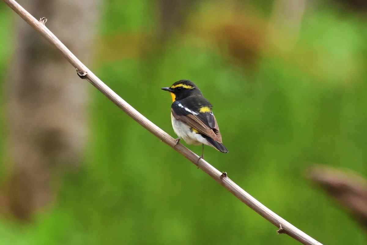 Narcissus Flycatcher - 佑淇 陳