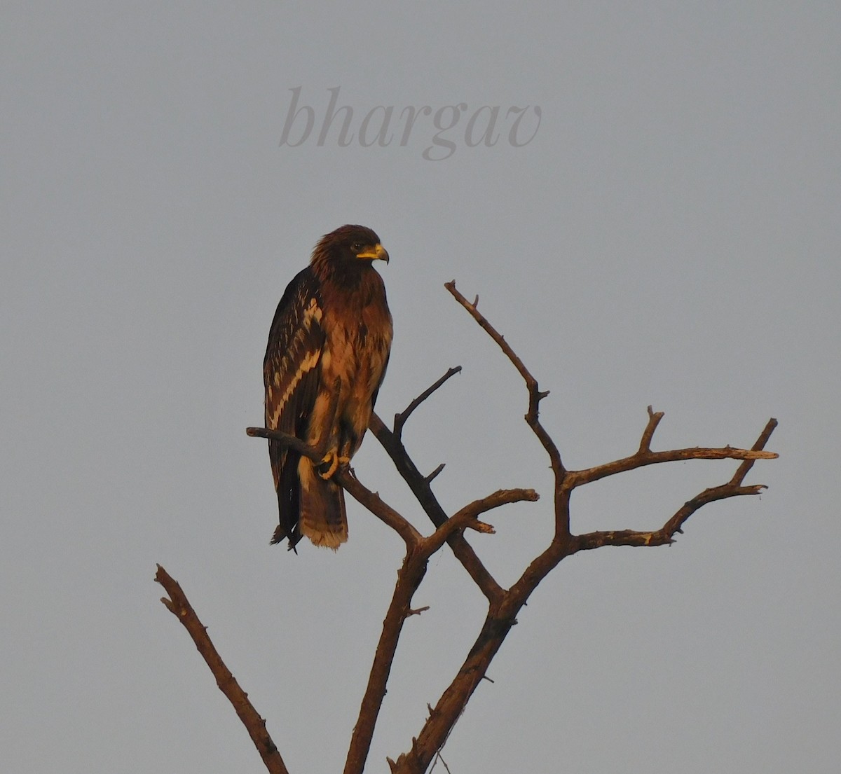 Greater Spotted Eagle - Bhargav P