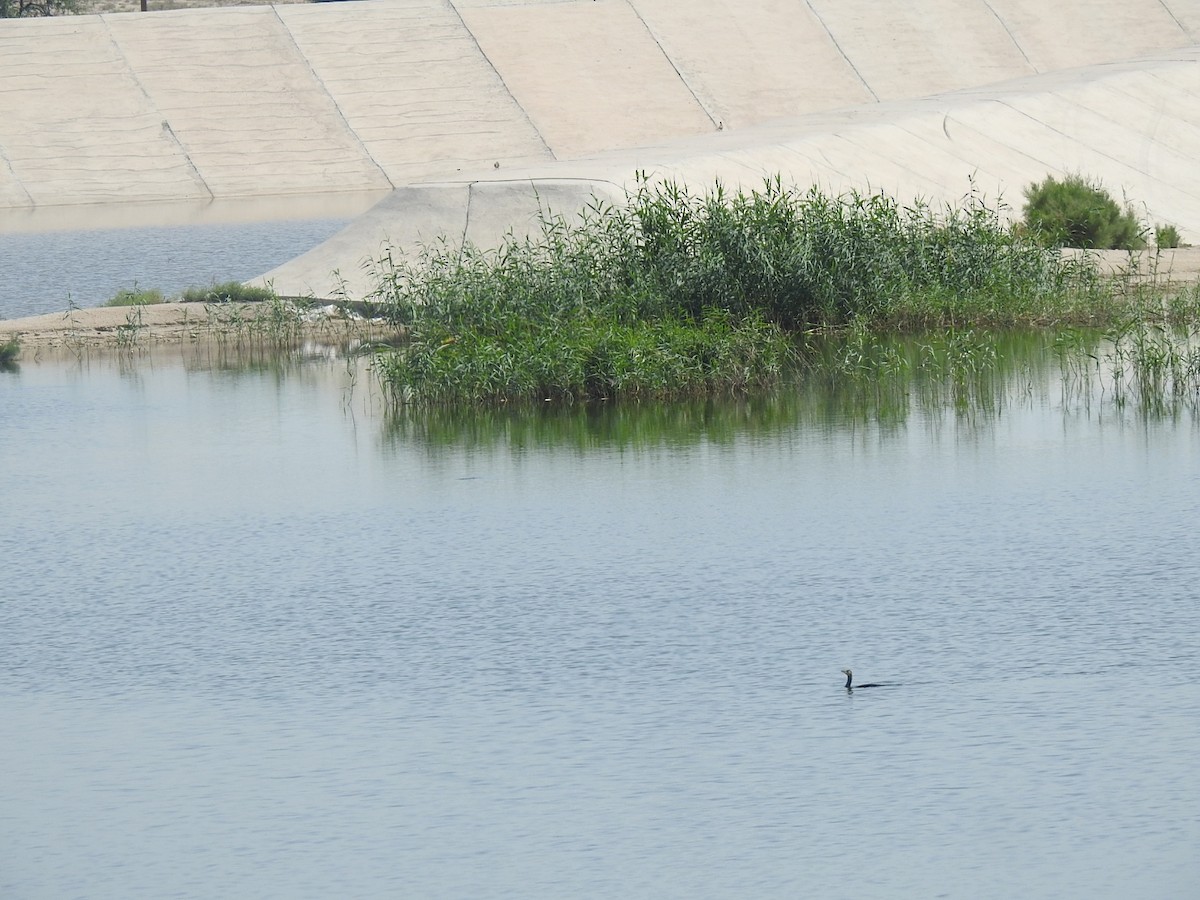 Great Cormorant - Irvin Calicut