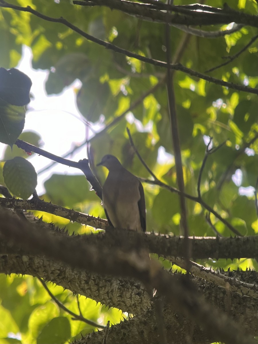 White-tipped Dove - Brenda Sánchez