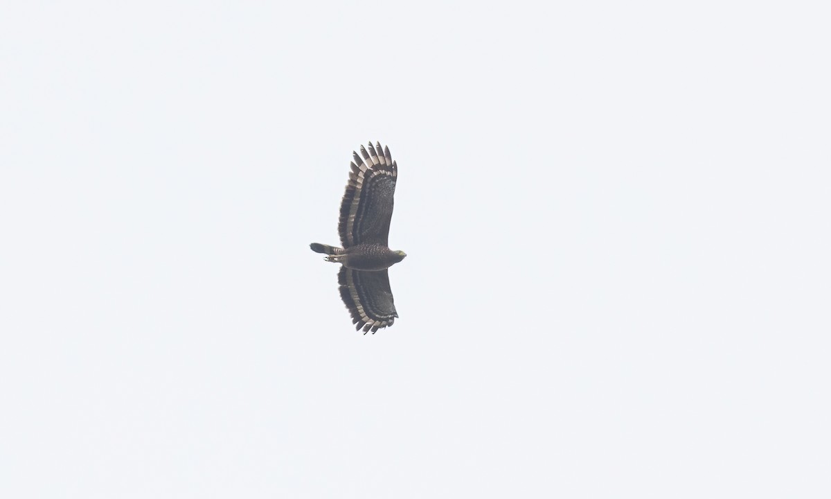 Philippine Serpent-Eagle - Paul Fenwick