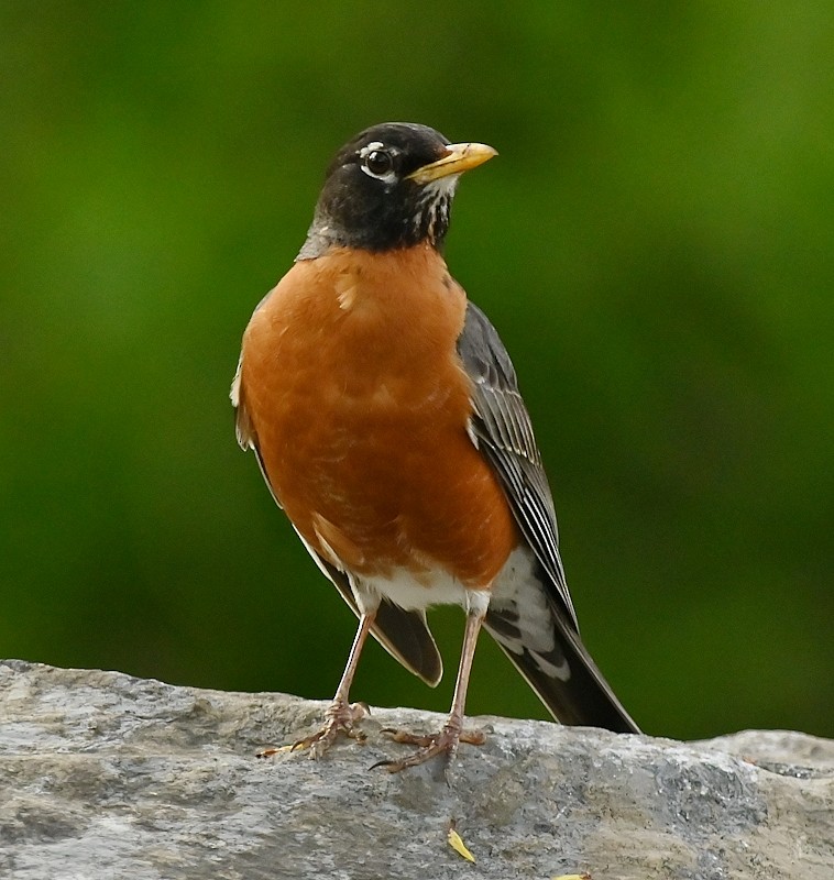 American Robin - Regis Fortin