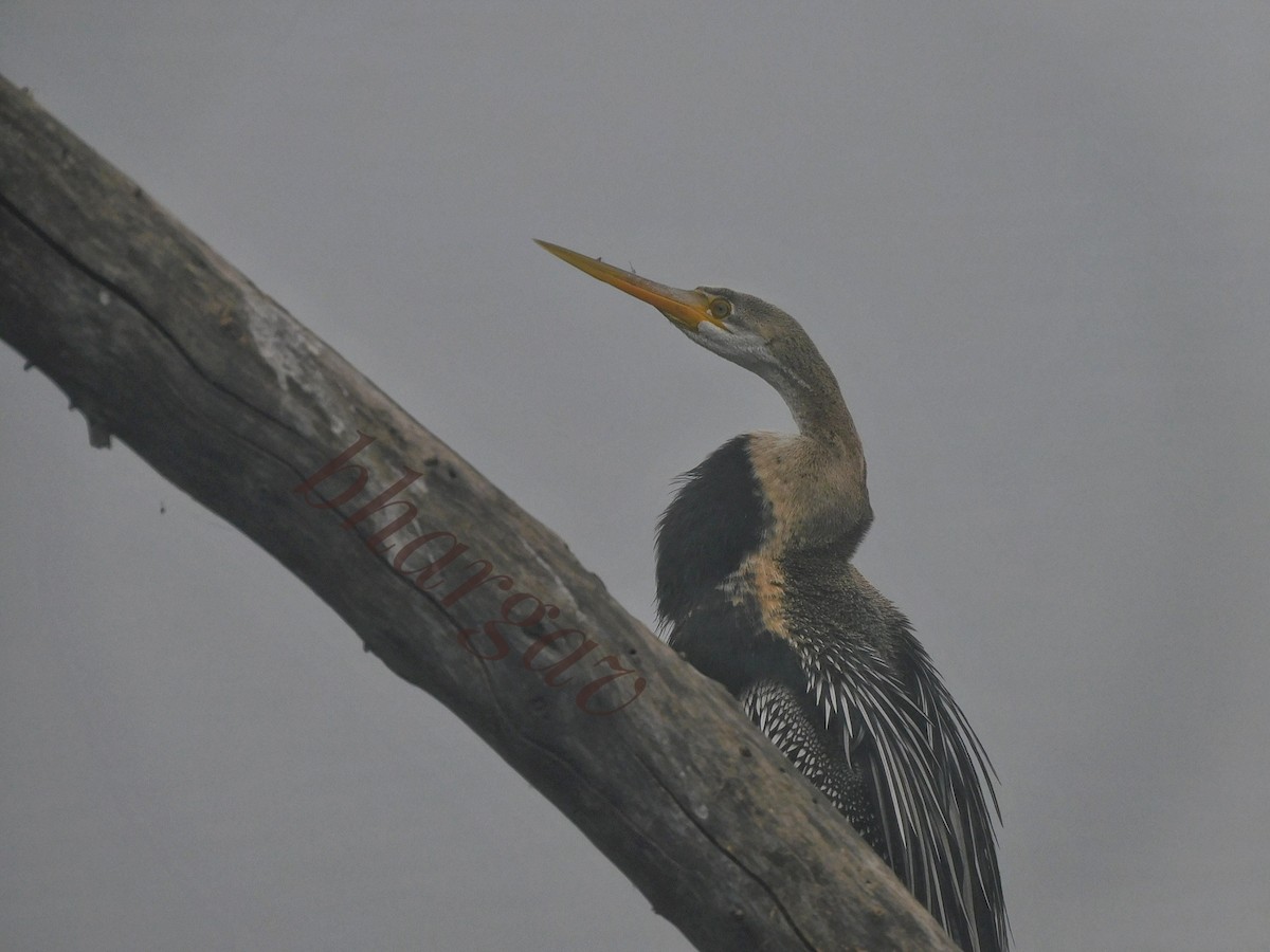 Oriental Darter - Bhargav P