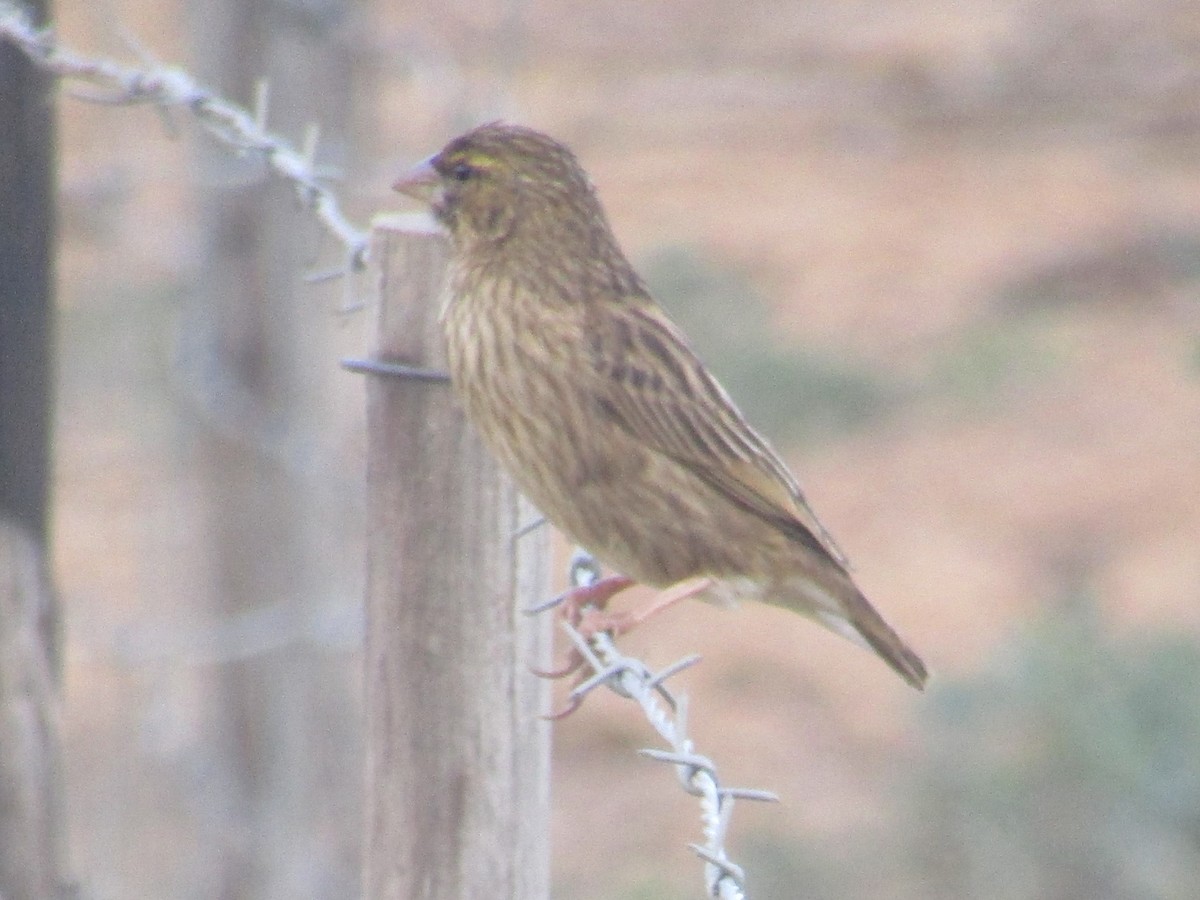 Southern Red Bishop - Gareth Bain