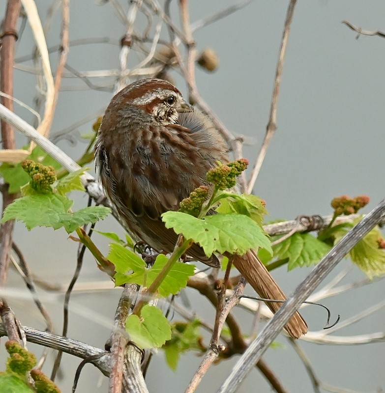 Song Sparrow - Regis Fortin