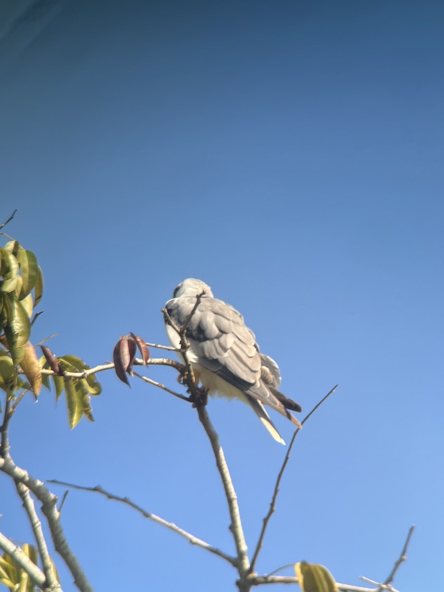 White-tailed Kite - Brenda Sánchez