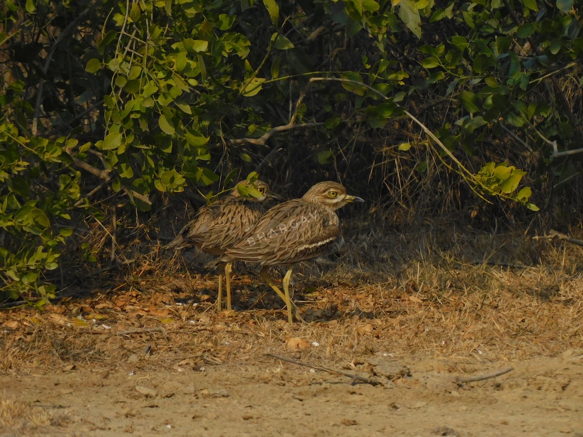 Indian Thick-knee - Bhargav P