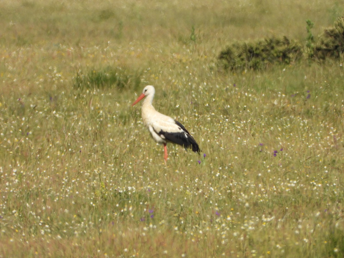 White Stork - ML619228123