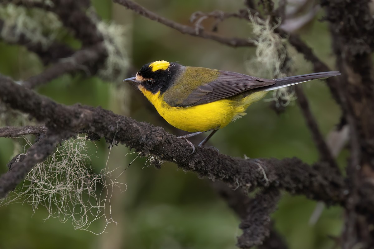 Yellow-crowned Redstart - Chris Venetz | Ornis Birding Expeditions