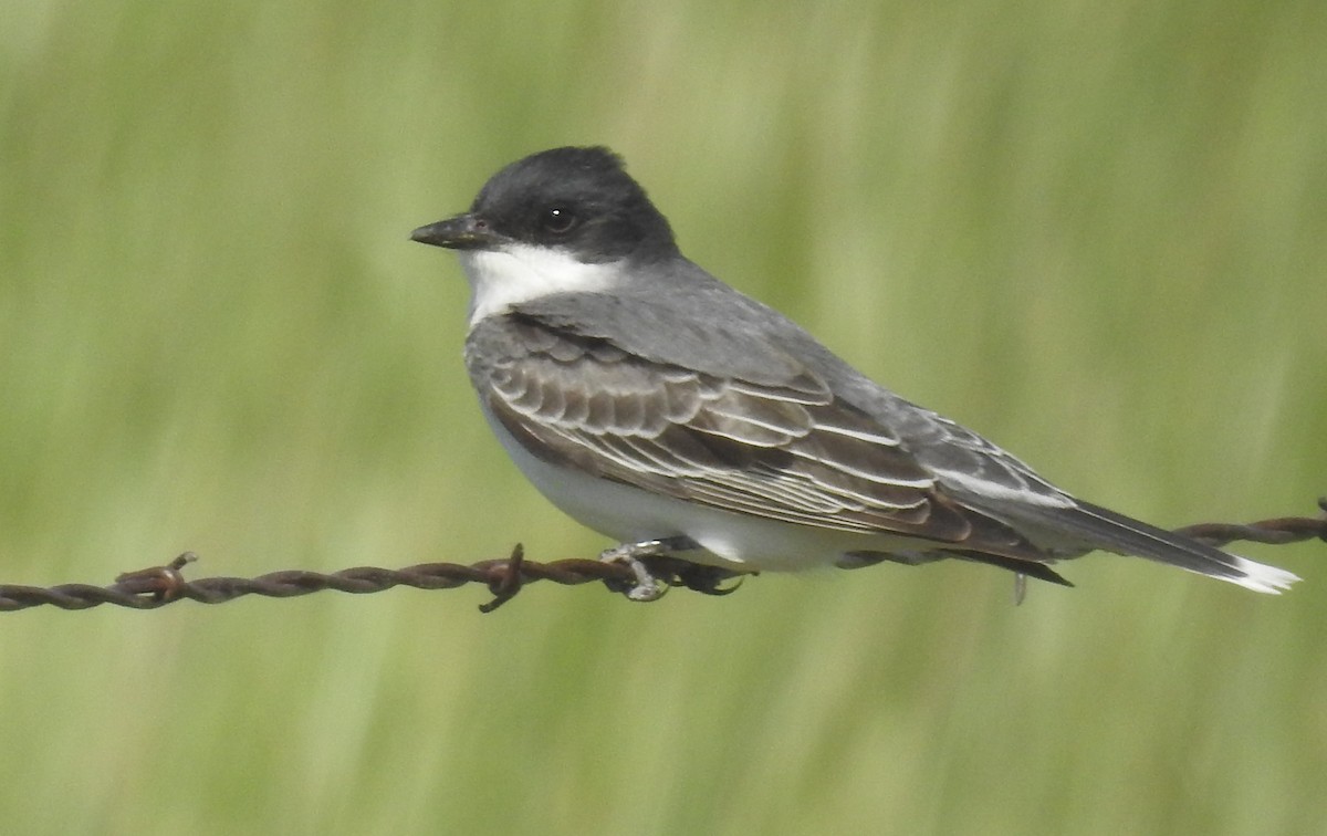 Eastern Kingbird - JC Clancy