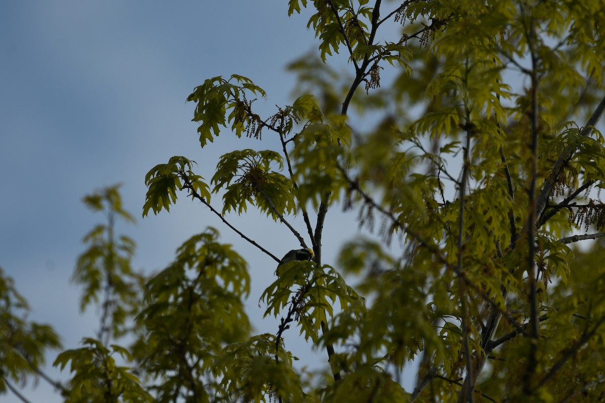 Golden-winged Warbler - Marcia Suchy