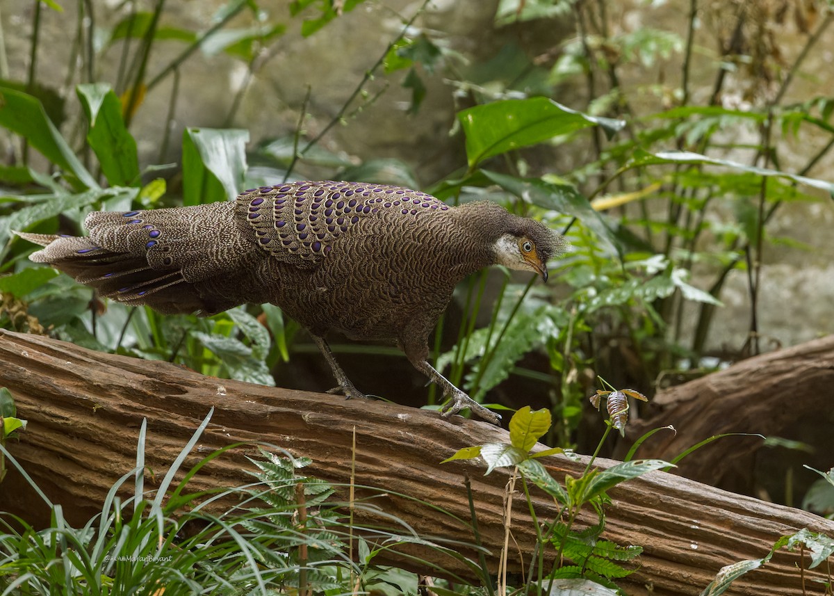 Gray Peacock-Pheasant - Ma Yan Bryant