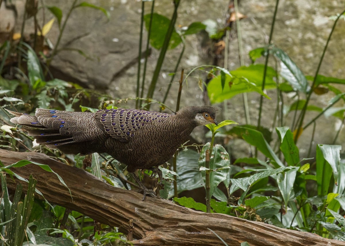 Gray Peacock-Pheasant - Ma Yan Bryant