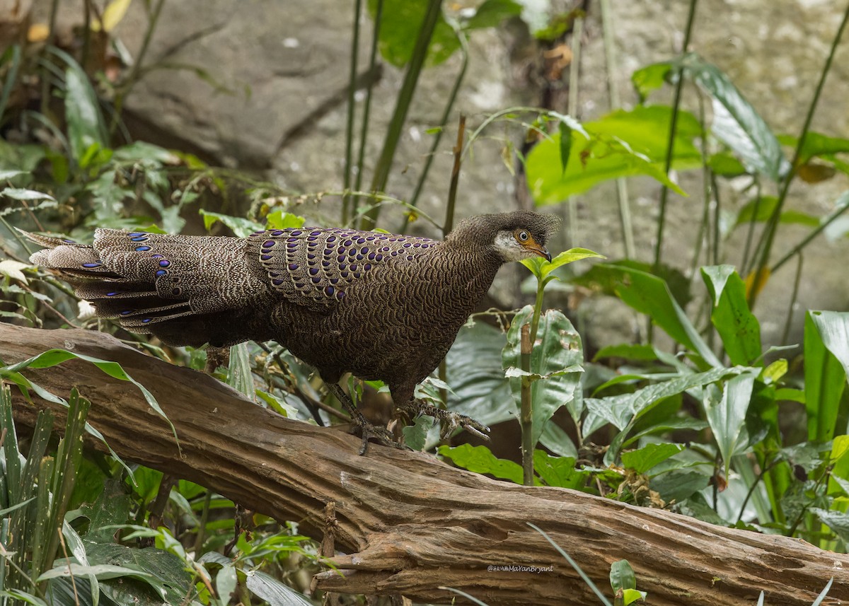 Gray Peacock-Pheasant - ML619228143