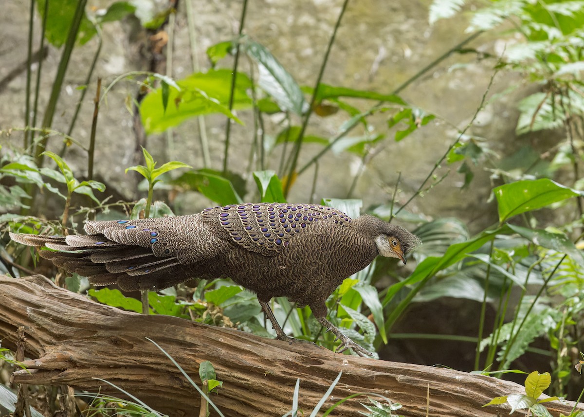 Gray Peacock-Pheasant - Ma Yan Bryant