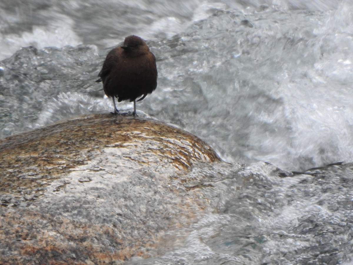 Brown Dipper - Selvaganesh K