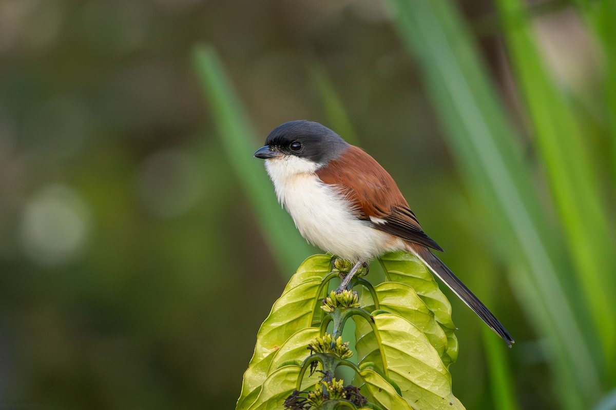 Burmese Shrike - ML619228178