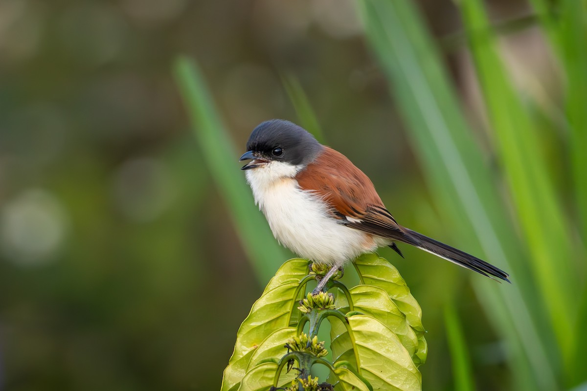 Burmese Shrike - ML619228180