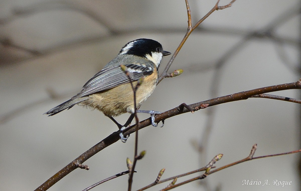 Coal Tit - ML619228198