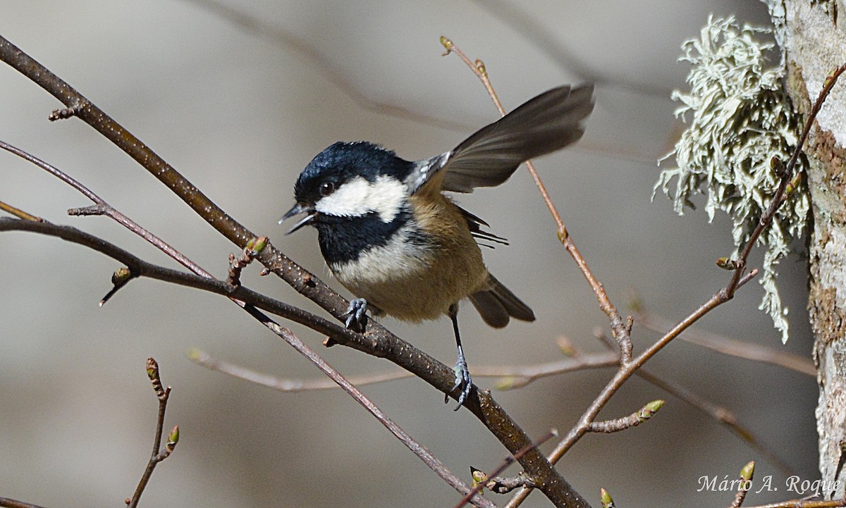 Coal Tit - Mário Roque