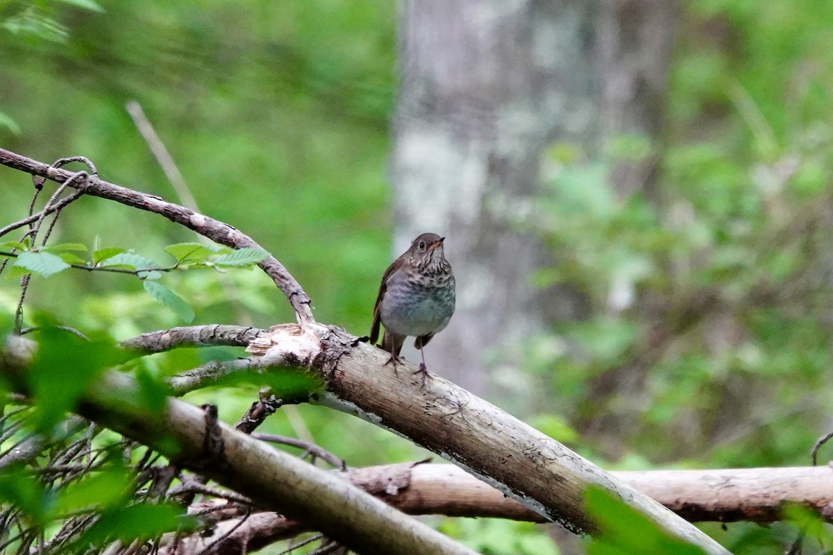 Bicknell's Thrush - Jo Fasciolo