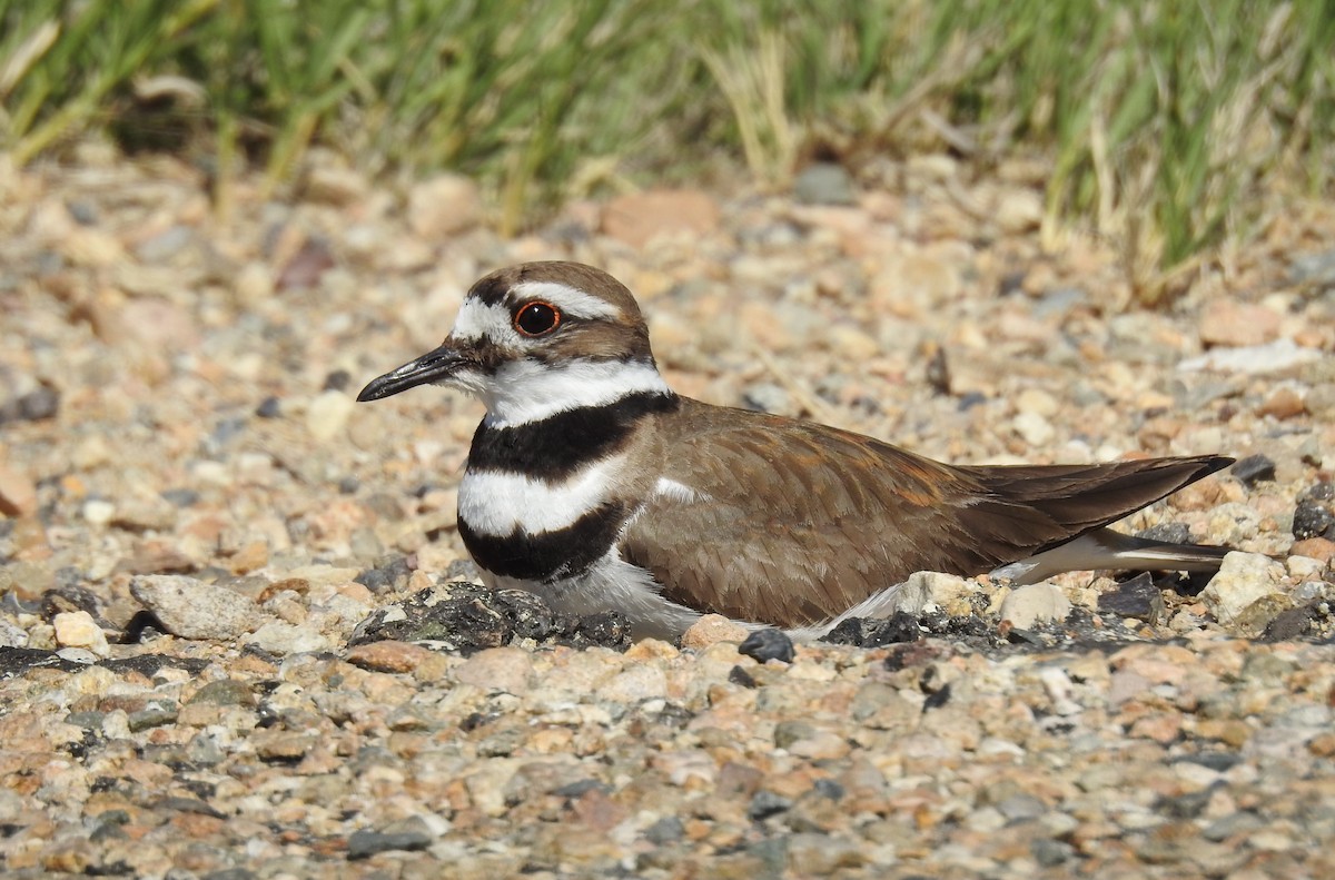 Killdeer - JC Clancy