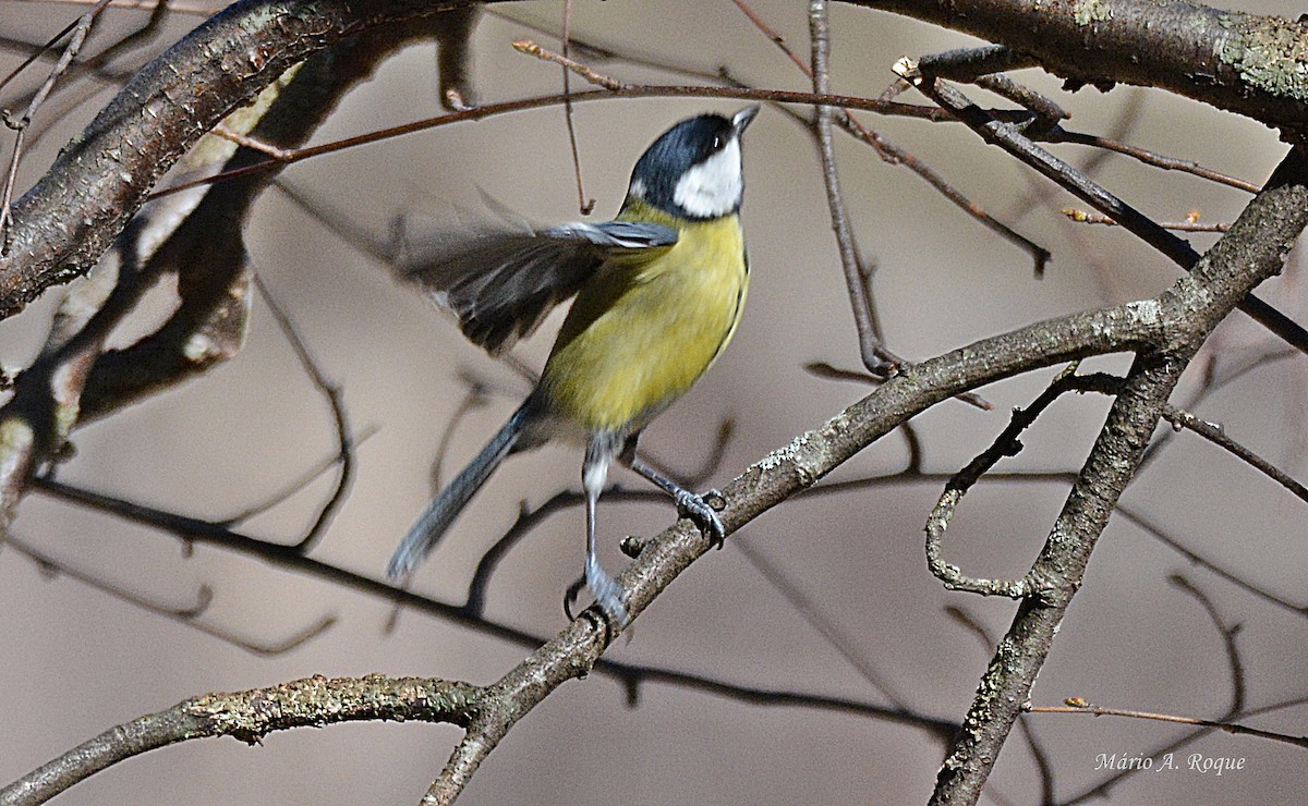 Great Tit - ML619228227