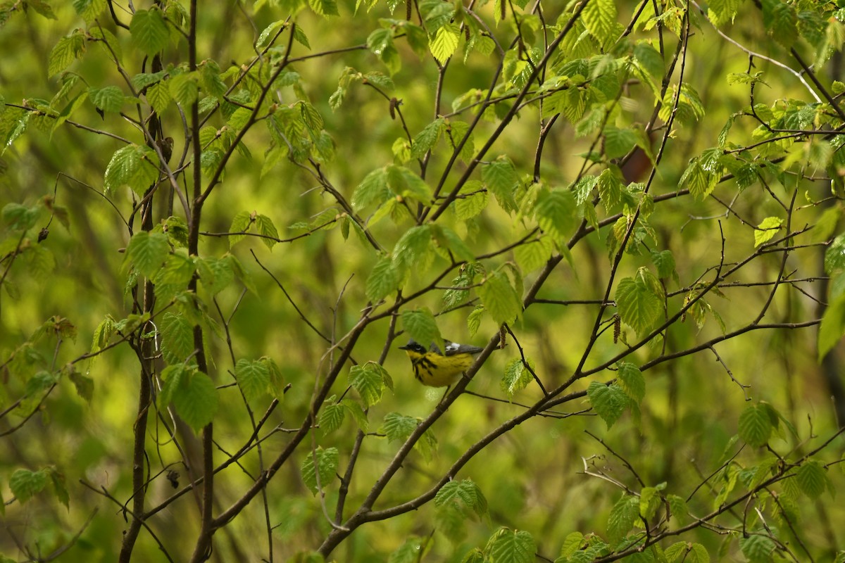 Magnolia Warbler - Marcia Suchy