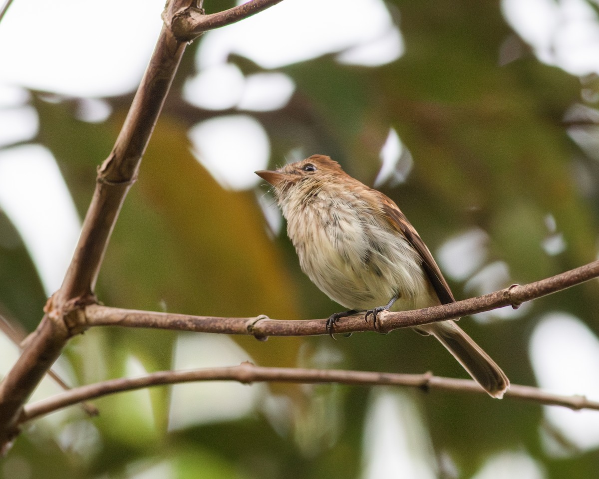 Bran-colored Flycatcher - Per Smith